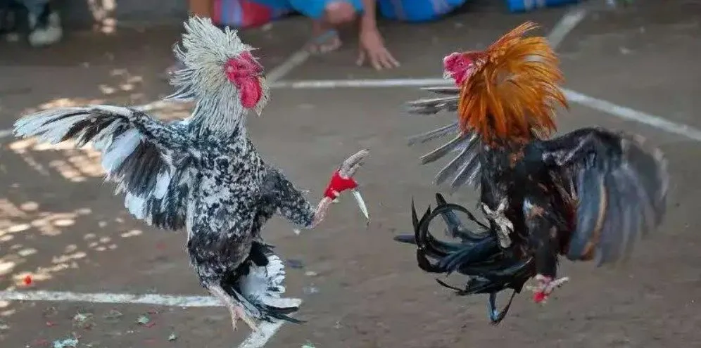 Đá gà cựa dao là bộ môn ăn khách hiện nay 