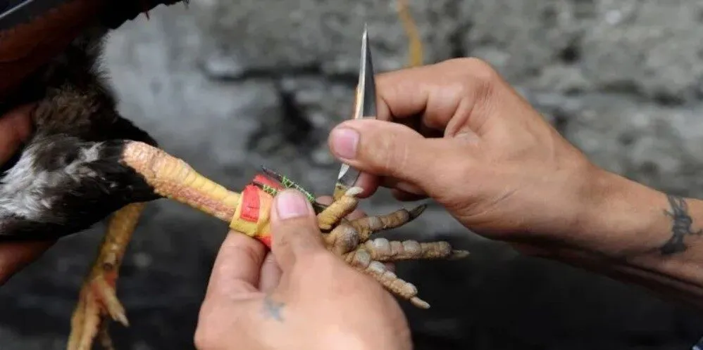 Tìm hiểu luật chọi kê cựa dao mới nhất 